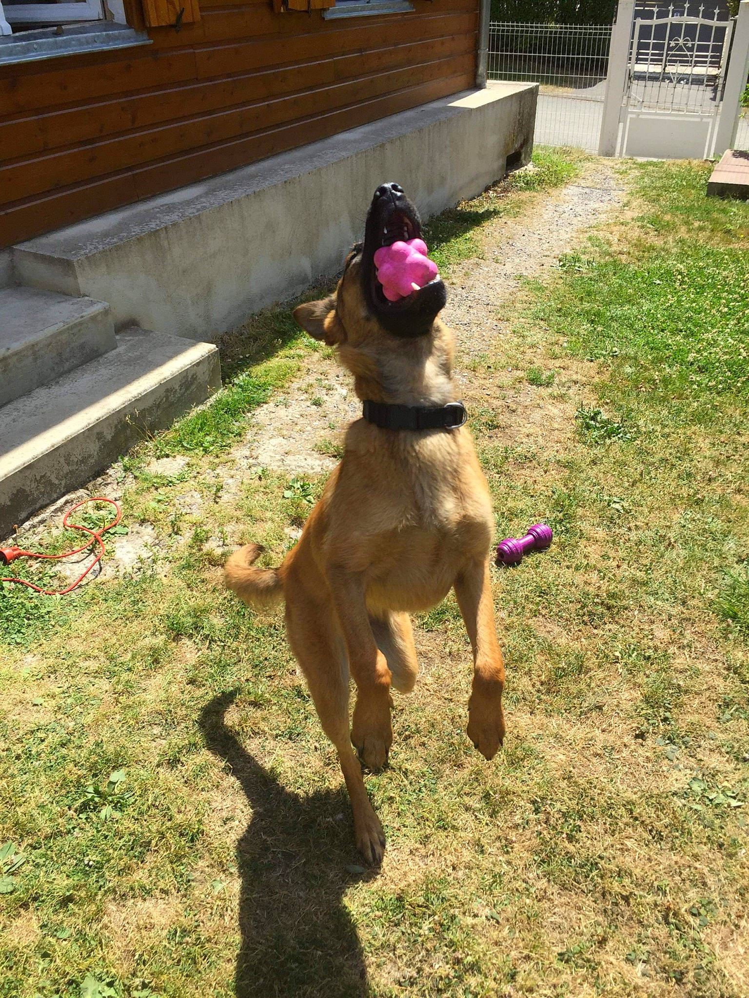 Réglisse participe au concours pour gagner de l'argent avec cette photo : canidae, carnivore, collar, companion_dog, dog, dog_breed, dog_supply, door, fawn, garden, grass, lawn, liver, pet_supply, plant, snout, sporting_group, tail, window, working_animal