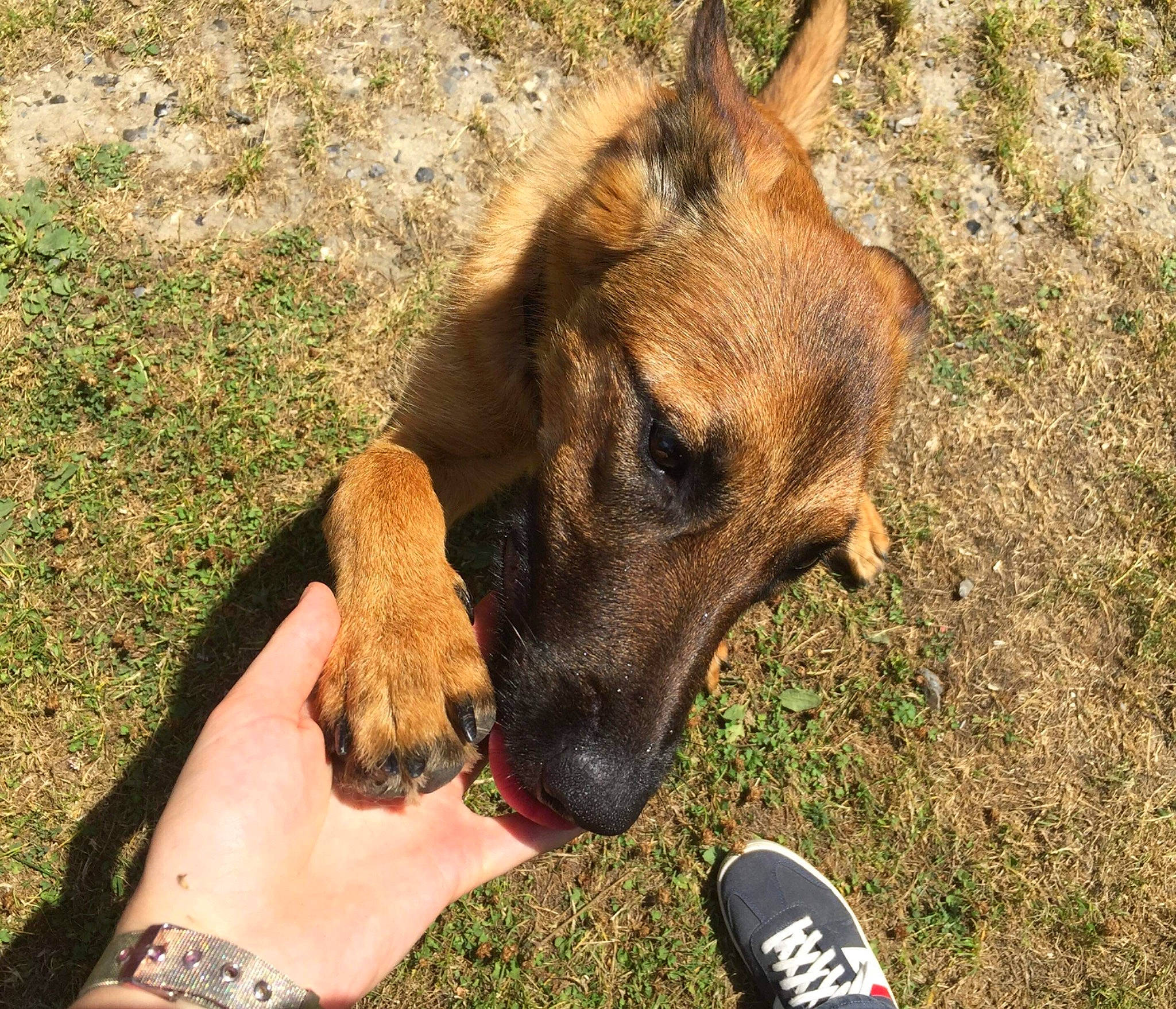 Réglisse participe au concours pour gagner de l'argent avec cette photo : canidae, carnivore, companion_dog, dog, dog_breed, fawn, foot, fur, grass, human_leg, liver, outdoor_shoe, paw, snout, sporting_group, terrestrial_animal, walking_shoe, watch, working_animal, wrist