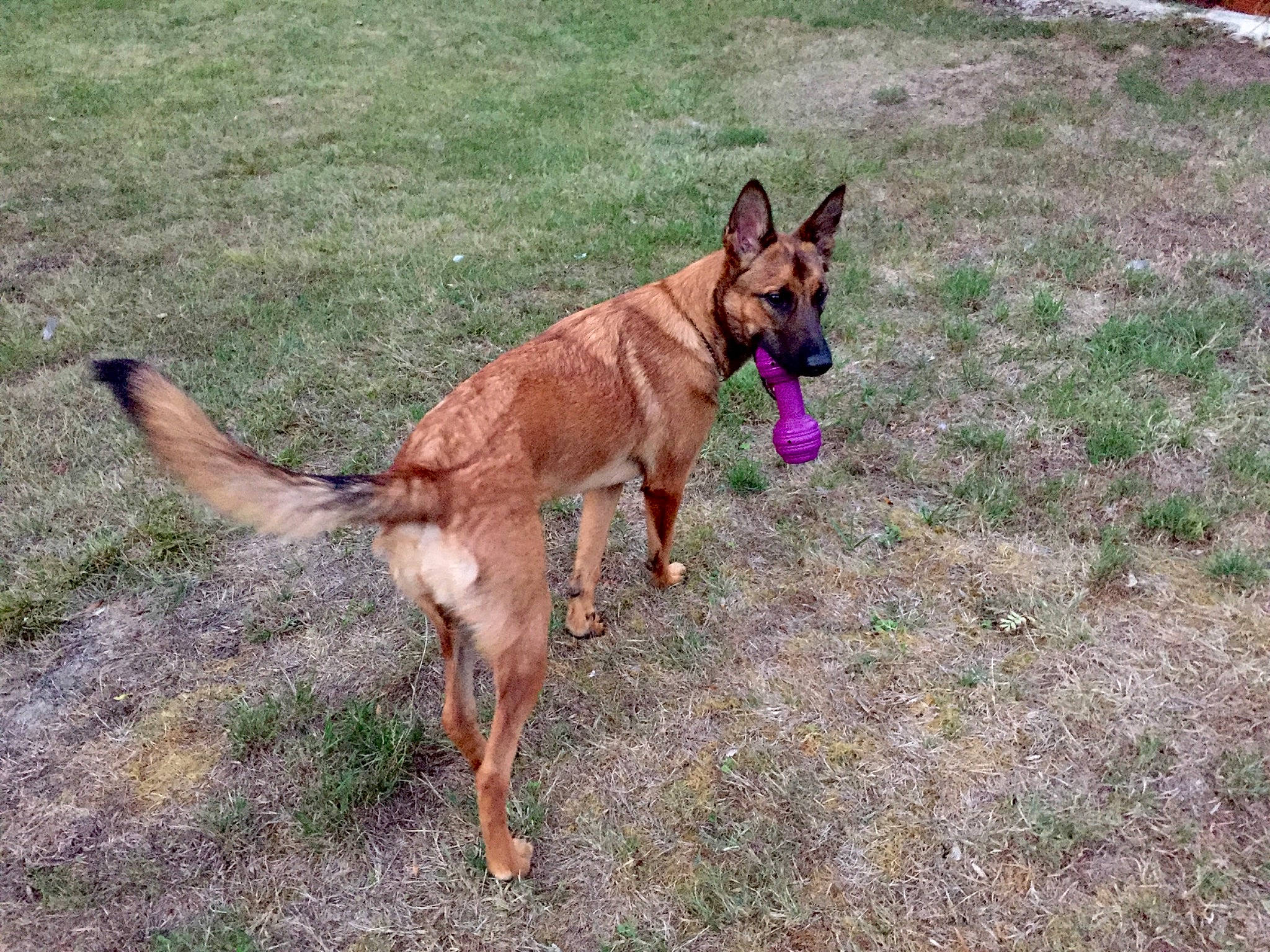 Réglisse a rejoint le concours — aidez-le/la à gagner de superbes lots ! canidae, carnivore, collar, companion_dog, dog, dog_breed, dog_supply, east_european_shepherd, fawn, grass, leash, liver, pet_supply, plant, snout, sporting_group, tail, terrestrial_animal, working_animal, working_dog