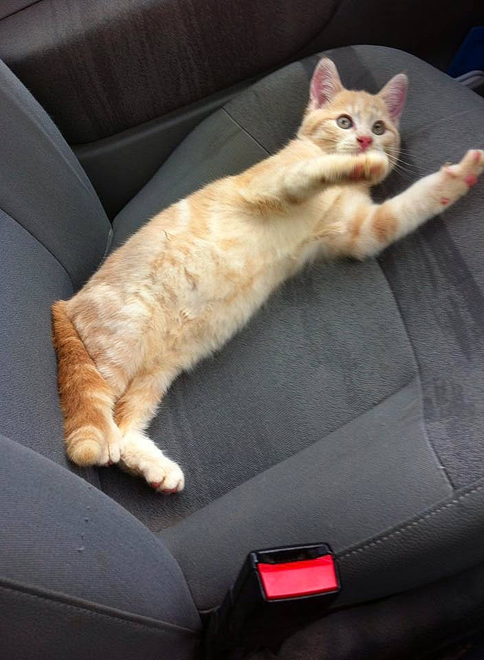 Chou participe au concours pour gagner de l'argent avec cette photo : auto_part, carnivore, cat, claw, comfort, couch, domestic_short_haired_cat, fawn, felidae, fur, paw, sitting, small_to_medium_sized_cats, tail, vehicle, whiskers, window, windshield