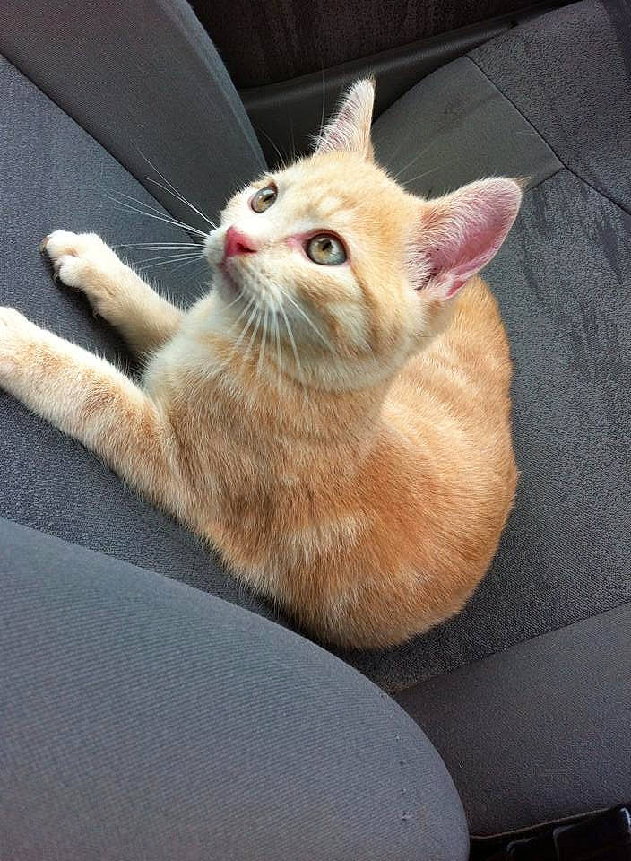 Chou participe au concours pour gagner de l'argent avec cette photo : carnivore, cat, cat_supply, claw, comfort, domestic_short_haired_cat, eye, fawn, felidae, foot, fur, human_leg, paw, small_to_medium_sized_cats, snout, tail, whiskers, window, windshield