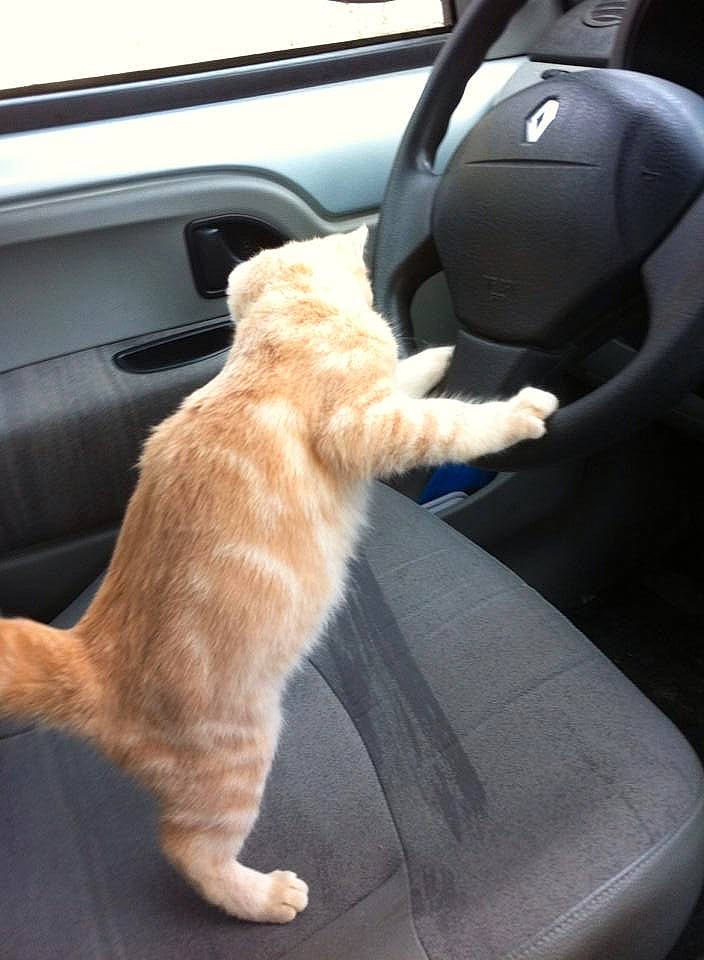 Chou participe au concours pour gagner de l'argent avec cette photo : auto_part, automotive_design, automotive_exterior, automotive_lighting, automotive_mirror, automotive_window_part, car, carnivore, cat, comfort, felidae, motor_vehicle, personal_luxury_car, rear_view_mirror, small_to_medium_sized_cats, vehicle, vehicle_door, whiskers, window, windshield