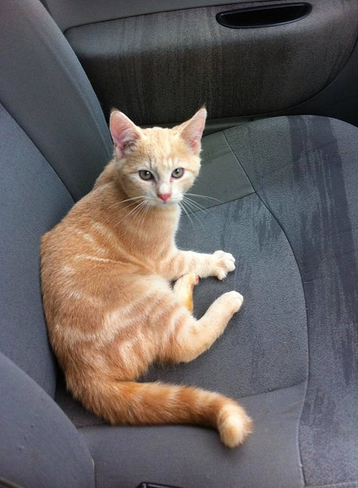 Chou a rejoint le concours — aidez-le/la à gagner de superbes lots ! auto_part, car_seat, carnivore, cat, claw, comfort, domestic_short_haired_cat, fawn, felidae, fur, paw, sitting, small_to_medium_sized_cats, snout, tail, vehicle_door, whiskers, window, windshield, wood