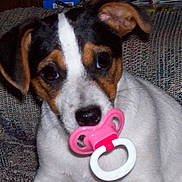 Huntwoods Levi is registered to the contest to win money with this photo: puppy, dog, pacifier, couch, indoor, pet, cute, white, black, brown, fur, animal, young, playful, face, ears, nostrils, sitting, looking, closeup