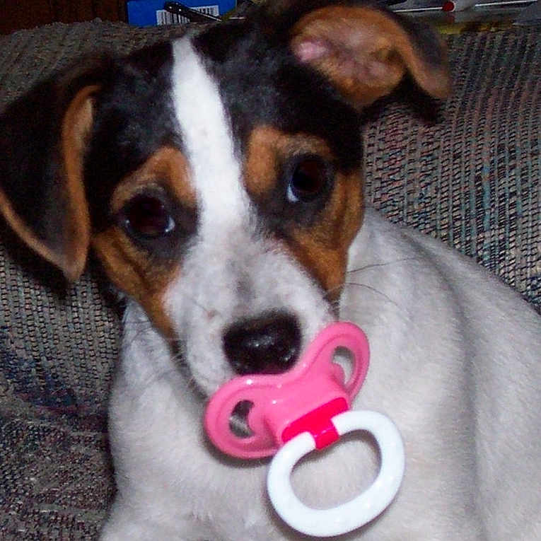 Huntwoods Levi is registered to the contest to win money with this photo: animal, black, brown, closeup, couch, cute, dog, ears, face, fur, indoor, looking, nostrils, pacifier, pet, playful, puppy, sitting, white, young