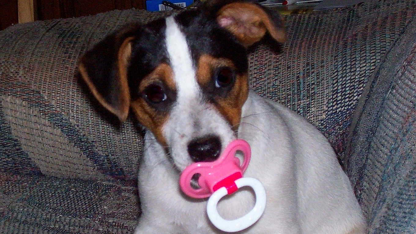 Huntwoods Levi is registered to the contest to win money with this photo: puppy, dog, pacifier, couch, indoor, pet, cute, white, black, brown, fur, animal, young, playful, face, ears, nostrils, sitting, looking, closeup