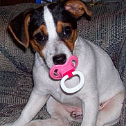 Levi is registered to the contest to win money with this photo: animal, black, brown, couch, cute, dog, domestic, ears, eyes, fur, furniture, indoor, nose, pacifier, pet, puppy, sitting, small, white, young