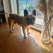 Sancho participe au concours pour gagner de l'argent avec cette photo : balcony, dog, ears, french_bulldog, glass_door, hardwood_floor, home_interior, indoor, muzzle, pampas_grass, patio, pet, portrait, reflection, shadow, standing, sunlight, vase, window, wooden_floor