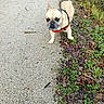 Sancho a rejoint le concours — aidez-le/la à gagner de superbes lots ! brown_eyes, canine, cute, dog, fawn_coat, french_bulldog, grass, harness, leash, leaves, muzzle, nature, outdoors, pavement, pet, portrait, short_hair, sidewalk, small_dog, walking_path