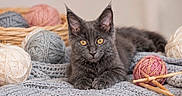 Naala a rejoint le concours — aidez-le/la à gagner de superbes lots ! animal, balls_of_yarn, basket, colorful, cozy, curious, cute, feline, gray_cat, indoor, kitten, knitting, orange_eyes, pet, playful, relaxed, resting, soft_texture, wool, yarn