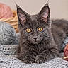 Naala a rejoint le concours — aidez-le/la à gagner de superbes lots ! kitten, gray_cat, yarn, balls_of_yarn, basket, cozy, curious, indoor, pet, animal, wool, soft_texture, orange_eyes, relaxed, cute, feline, knitting, colorful, playful, resting