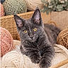 Naala participe au concours pour gagner de l'argent avec cette photo : cat, kitten, gray_cat, yarn, knitting_needles, basket, cozy, craft, wool, soft_texture, indoor, pet, cute, playful, relaxing, closeup, feline, orange_eyes, home, decor