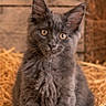 kitten, cat, gray_fur, straw, wooden_crate, flowers, orange_eyes, cute, pet, animal, feline, indoor, portrait, sitting, fur, young, curious, nature, rustic, barn