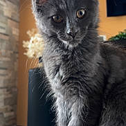 Naala a rejoint le concours — aidez-le/la à gagner de superbes lots ! cat, kitten, gray_cat, fluffy, indoor, wooden_surface, pet, animal, feline, cute, young_cat, sitting, closeup, domestic_cat, whiskers, ears, tail, eyes, soft_fur, cozy