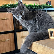 Naala participe au concours pour gagner de l'argent avec cette photo : animal, curious, cute, domestic_cat, ears, floor_tiles, fluffy, furniture, gray_cat, head_tilt, home, indoor, kitten, perched, pet, plant, tail, wicker_basket, wooden_table, young_cat