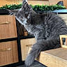 kitten, gray_cat, fluffy, curious, perched, wooden_table, indoor, home, furniture, wicker_basket, plant, ears, tail, floor_tiles, head_tilt, pet, cute, domestic_cat, animal, young_cat