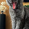 kitten, gray_cat, tongue_out, yawning, fluffy_fur, indoor, vase, flowers, pet, cute, animal, feline, whiskers, tail, closeup, fur, young_cat, domestic_cat, sitting, mouth_open