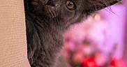 Naala a rejoint le concours — aidez-le/la à gagner de superbes lots ! kitten, cat, gray_cat, peeking, cushion, pink_background, bokeh, flowers, soft_lighting, indoor, cute, furry, pet, animal, portrait, cozy, curious, close_up, feline, home