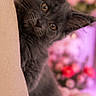 kitten, cat, gray_cat, peeking, cushion, pink_background, bokeh, flowers, soft_lighting, indoor, cute, furry, pet, animal, portrait, cozy, curious, close_up, feline, home
