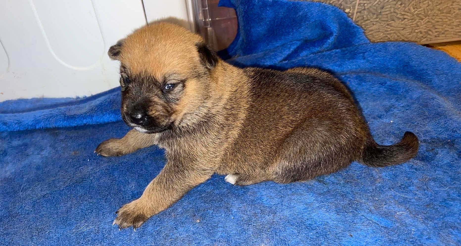 Caramel is registered to the contest to win money with this photo: canidae, carnivore, companion_dog, dog, dog_breed, fawn, fur, paw, terrestrial_animal, whiskers, working_animal