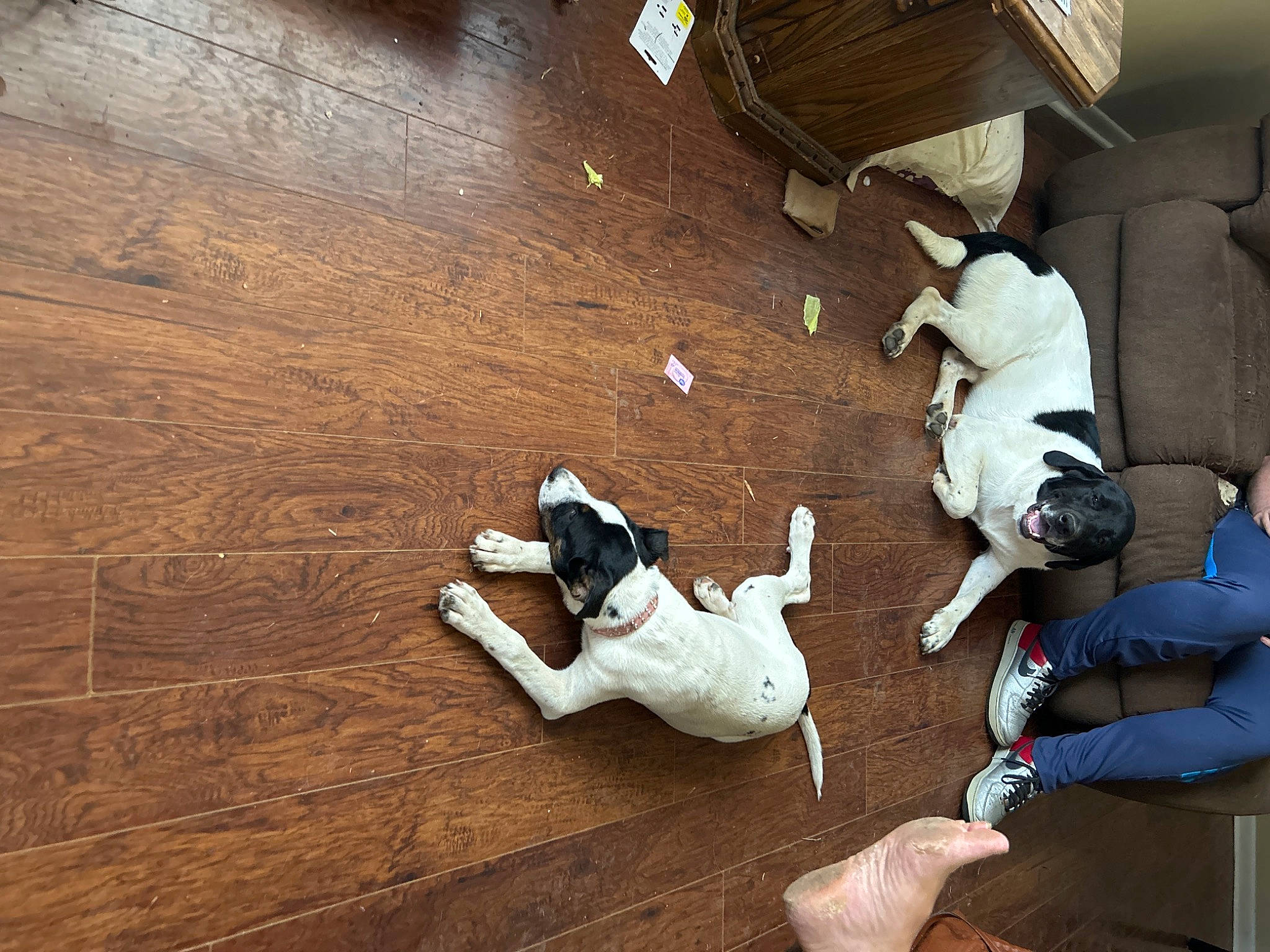 Zoey joined the competition — help win amazing prizes! adventure, brown, carmine, chair, comfort, companion_dog, dog, floor, flooring, hardwood, knee, laminate_flooring, plank, plywood, room, varnish, walking_shoe, wood, wood_flooring, wood_stain