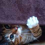Grouti participe au concours pour gagner de l'argent avec cette photo : cat, tabby, paw, whiskers, curious, playful, indoor, closeup, towel, brown, floor, pet, animal, feline, cute, claws, fur, wide_eyes, nose
