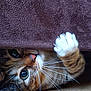 cat, tabby, paw, whiskers, curious, playful, indoor, closeup, towel, brown, floor, pet, animal, feline, cute, claws, fur, wide_eyes, nose