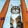 Grouti a rejoint le concours — aidez-le/la à gagner de superbes lots ! cat, tabby, green_eyes, wood, wooden_slats, pet, animal, indoor, curious, feline, close_up, portrait, sitting, striped, whiskers, ears, fur, looking_up, background, house