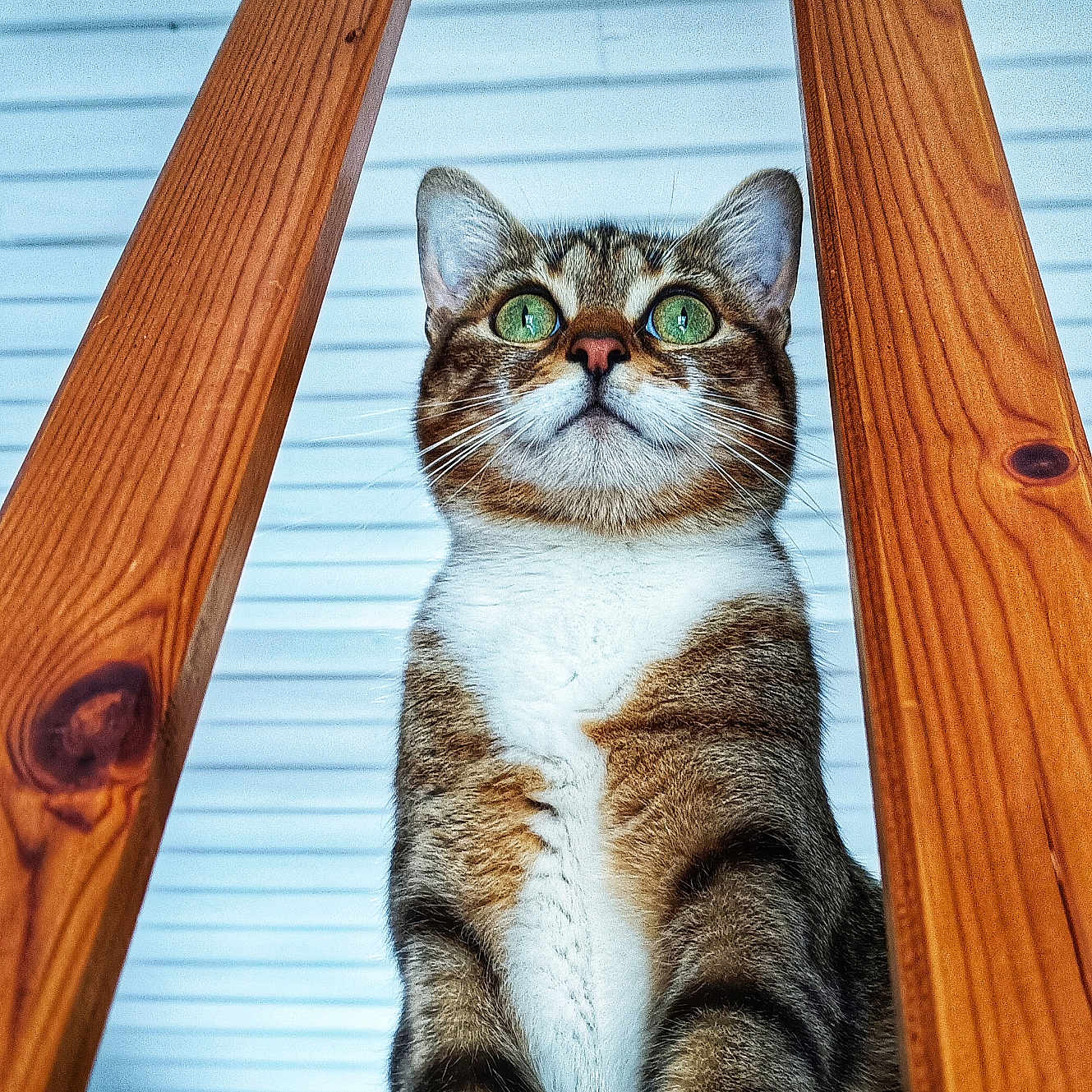 Grouti a rejoint le concours — aidez-le/la à gagner de superbes lots ! animal, background, cat, close_up, curious, ears, feline, fur, green_eyes, house, indoor, looking_up, pet, portrait, sitting, striped, tabby, whiskers, wood, wooden_slats