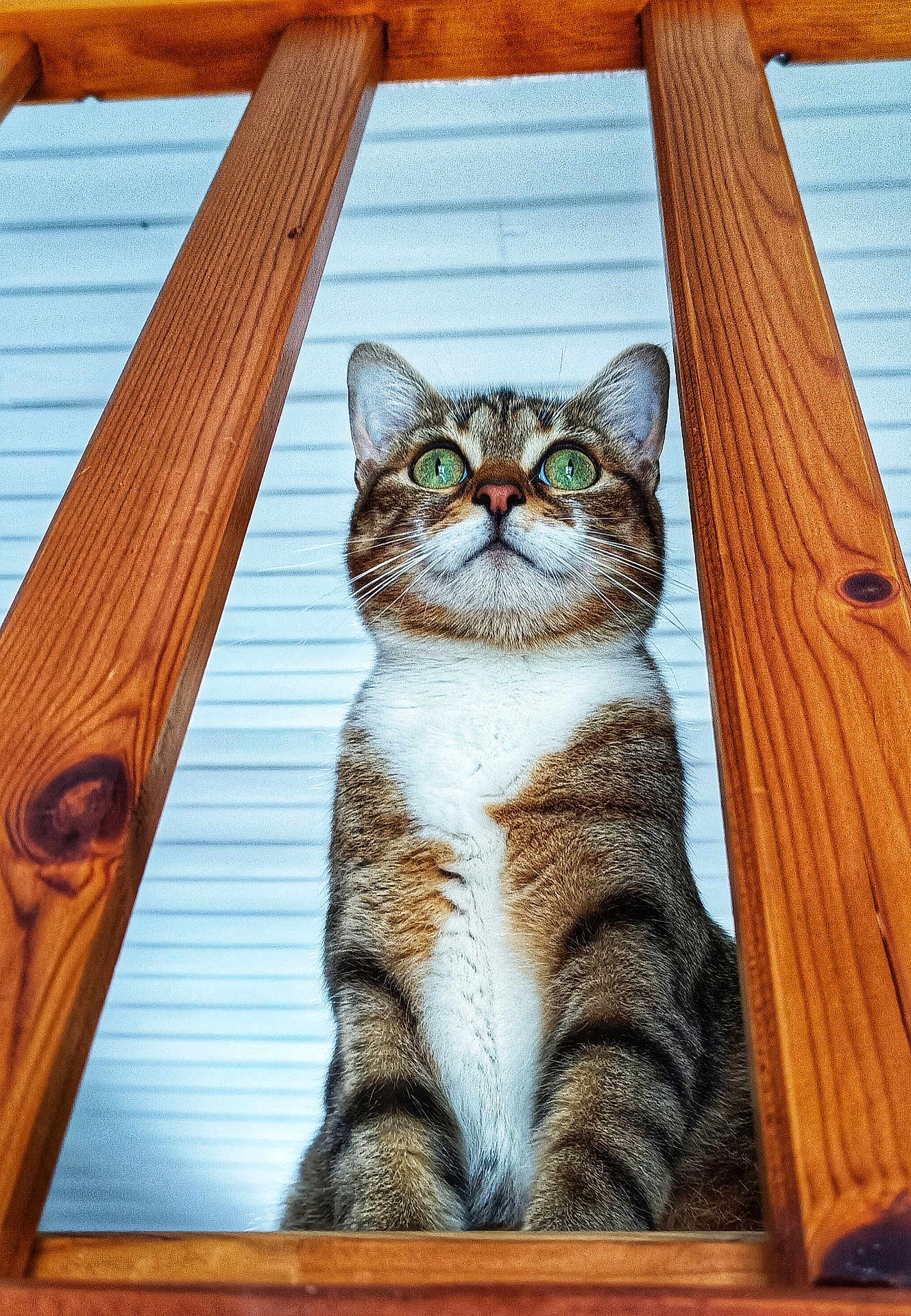 Grouti a rejoint le concours — aidez-le/la à gagner de superbes lots ! cat, tabby, green_eyes, wood, wooden_slats, pet, animal, indoor, curious, feline, close_up, portrait, sitting, striped, whiskers, ears, fur, looking_up, background, house