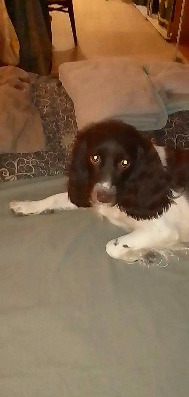 Bella a rejoint le concours — aidez-le/la à gagner de superbes lots ! canidae, carnivore, cocker_spaniel, companion_dog, dog, dog_breed, fawn, french_spaniel, fur, gun_dog, hunting_dog, liver, pointing_breed, retriever, spaniel, sporting_group, tail, working_animal, working_dog