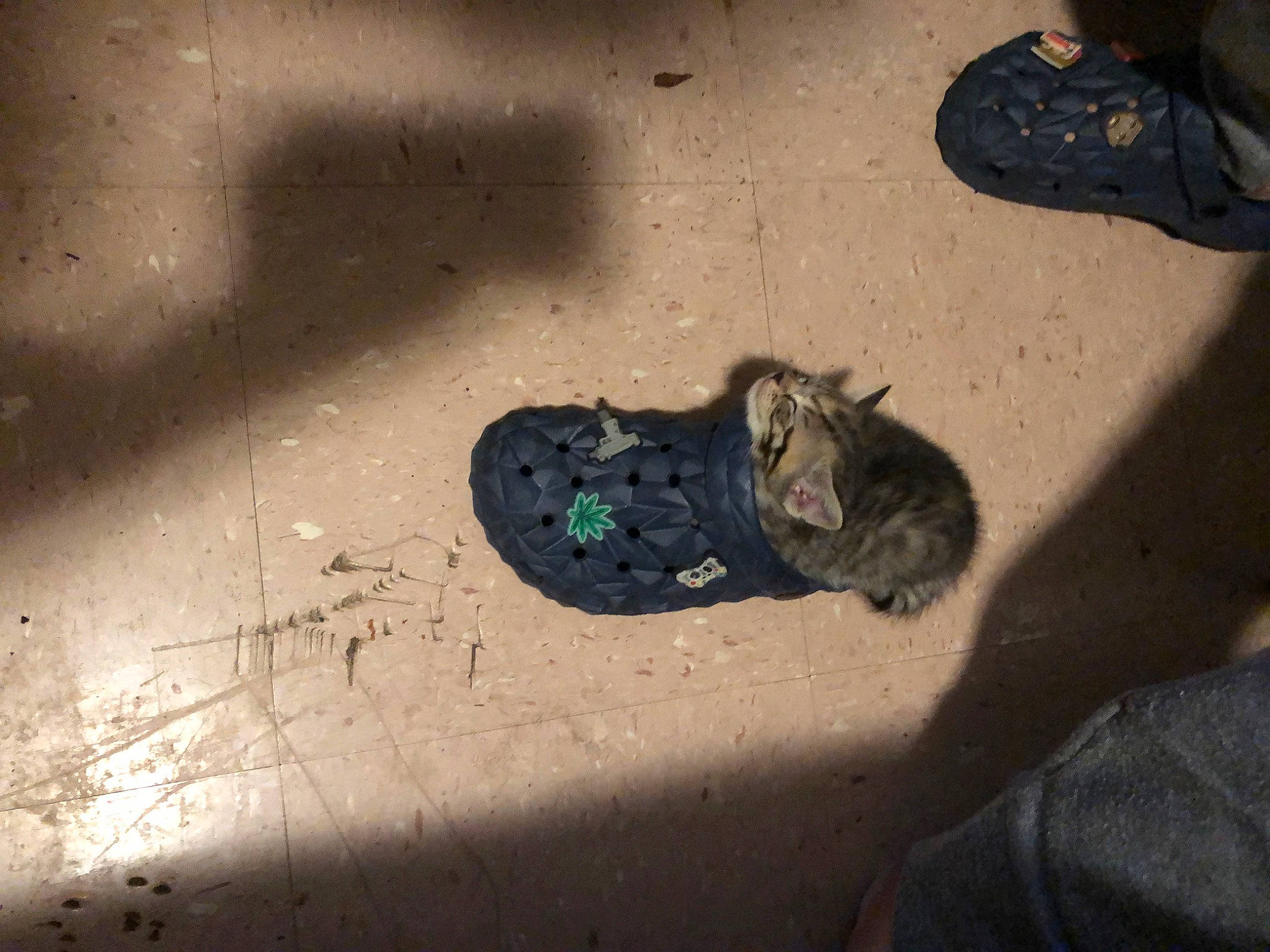 Fluff joined the competition — help win amazing prizes! art, asphalt, cat, concrete, felidae, foot, grass, grey, human_leg, night, organism, road_surface, shadow, sidewalk, small_to_medium_sized_cats, soil, space, tints_and_shades, visual_arts, whiskers