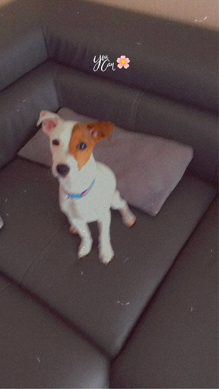 Rayka participe au concours pour gagner de l'argent avec cette photo : armrest, canidae, carnivore, collar, companion_dog, couch, dog, dog_breed, dog_supply, living_room, non_sporting_group, pet_supply, slipcover, small_terrier, snout, sofa_bed, sporting_group, tail, working_animal, working_dog