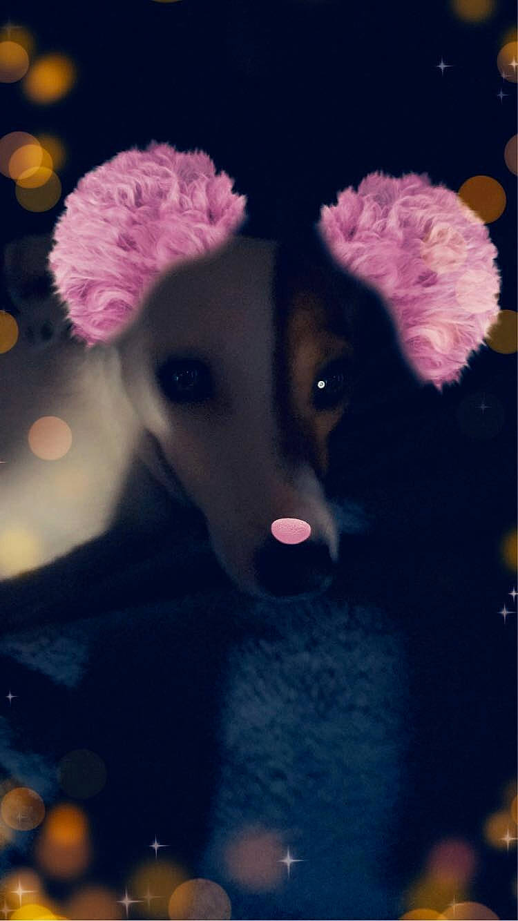 Rayka a rejoint le concours — aidez-le/la à gagner de superbes lots ! canidae, cap, carnivore, companion_dog, darkness, dog_breed, electric_blue, fashion_accessory, fawn, fur, hat, livestock, magenta, midnight, petal, pink, plant, toy, tree, whiskers