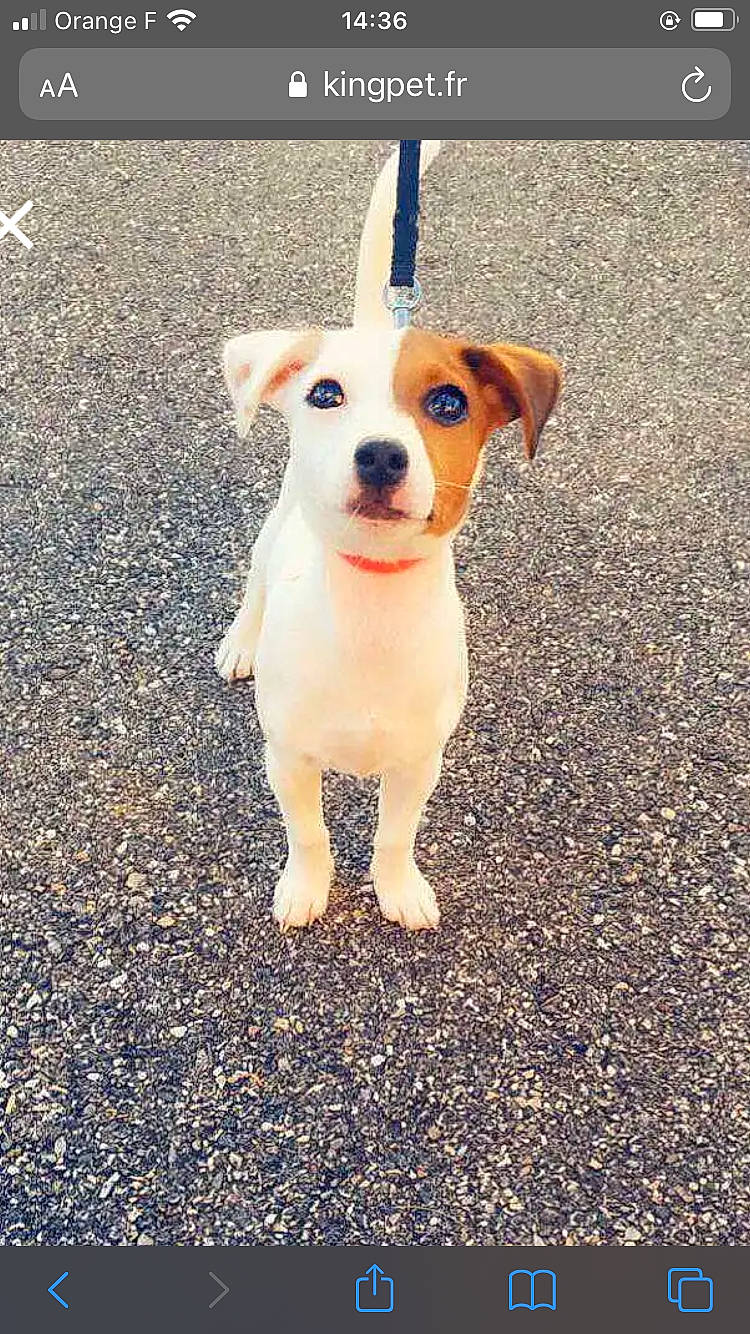 Rayka participe au concours pour gagner de l'argent avec cette photo : asphalt, canidae, carnivore, companion_dog, dog, dog_breed, dog_supply, fawn, leash, paw, puddle, road, road_surface, sidewalk, snout, soil, sporting_group, tail, tar, whiskers