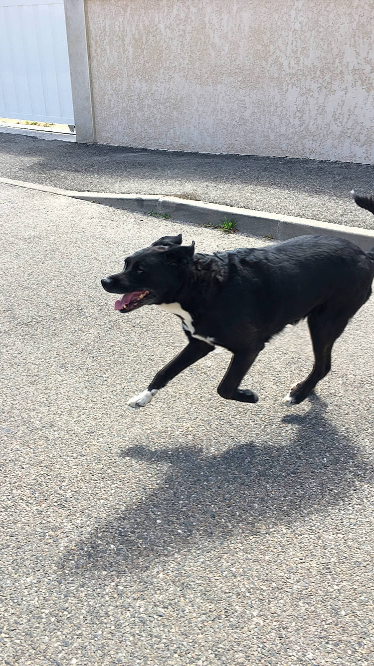 Easy participe au concours pour gagner de l'argent avec cette photo : asphalt, canidae, carnivore, collar, companion_dog, dog, dog_breed, dog_collar, leash, pet_supply, road, road_surface, shadow, sidewalk, snout, sporting_group, tail, tar, tints_and_shades, working_animal