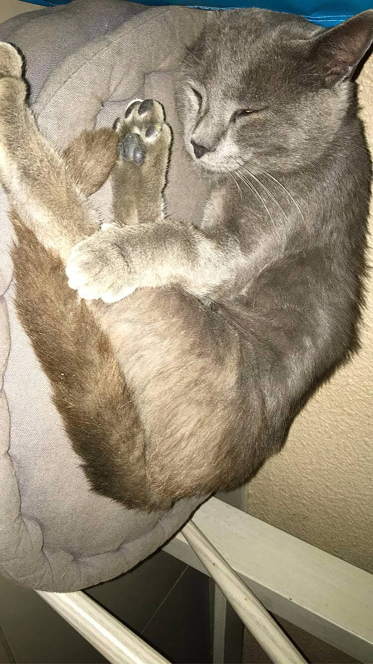 Fripouille a rejoint le concours — aidez-le/la à gagner de superbes lots ! art, carnivore, cat, comfort, domestic_short_haired_cat, ear, felidae, foot, fur, gesture, grey, human_leg, monochrome, monochrome_photography, paw, small_to_medium_sized_cats, snout, tail, visual_arts, whiskers