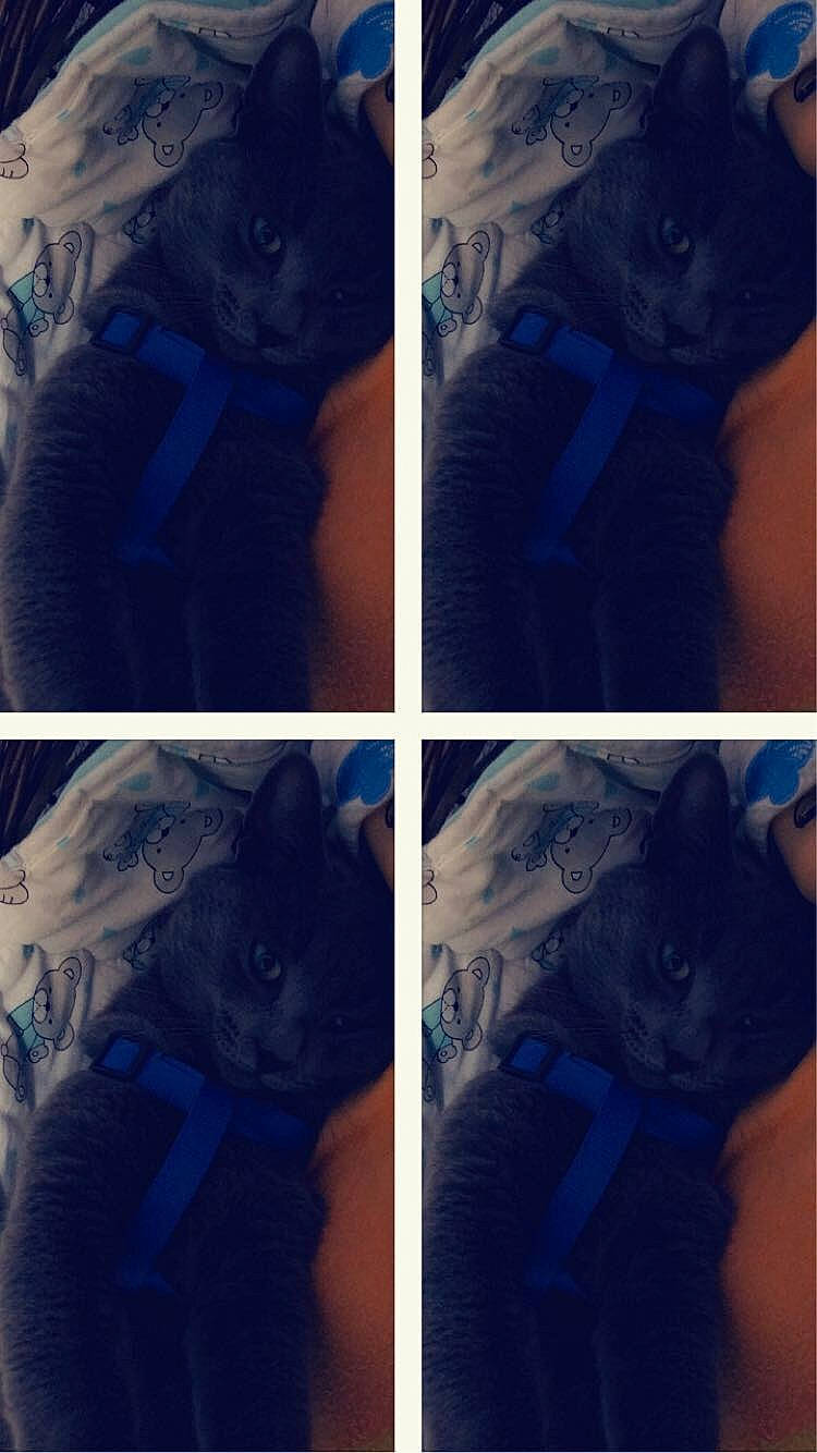 Fripouille participe au concours pour gagner de l'argent avec cette photo : azure, black, blue, carnivore, cat, collage, electric_blue, felidae, grey, light, mammal, organism, photograph, purple, sleeve, small_to_medium_sized_cats, textile, vertebrate, whiskers, white