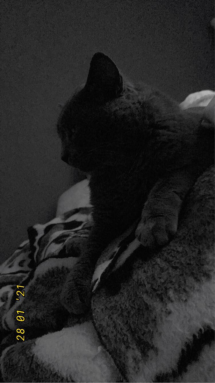 Fripouille participe au concours pour gagner de l'argent avec cette photo : black_cat, carnivore, claw, comfort, darkness, dog_breed, domestic_short_haired_cat, felidae, fur, grey, human_leg, monochrome, monochrome_photography, paw, sitting, small_to_medium_sized_cats, still_life_photography, tail, terrestrial_animal, whiskers