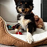 puppy, dog, pet, cute, fluffy, collar, dog_bed, toy, plush_toy, indoor, floor, curious, black, brown, white, small, animal, young, portrait, cozy