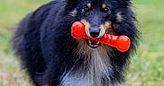 Aïko a rejoint le concours — aidez-le/la à gagner de superbes lots ! dog, pet, toy, orange, grass, outdoor, animal, happy, playful, fur, black, tan, walking, nature, cute, canine, fetch, ears, muzzle, grassland