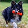 dog, pet, toy, orange, grass, outdoor, animal, happy, playful, fur, black, tan, walking, nature, cute, canine, fetch, ears, muzzle, grassland