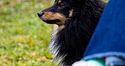 Aïko a rejoint le concours — aidez-le/la à gagner de superbes lots ! dog, grass, outdoor, pet, fur, black_dog, tan_markings, ears, side_profile, jeans, shoe, white_sneaker, casual, nature, animal, companion, sitting, closeup, paw, relaxed