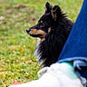dog, grass, outdoor, pet, fur, black_dog, tan_markings, ears, side_profile, jeans, shoe, white_sneaker, casual, nature, animal, companion, sitting, closeup, paw, relaxed