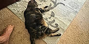 Kittykins is registered to the contest to win money with this photo: animal, brown_couch, carpet, cat, couch, cozy, floor, foot, furniture, home, indoor, living_room, patterned_rug, paw, pet, relaxed, resting, rug, slippers, tabby_cat