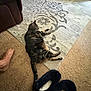 animal, brown_couch, carpet, cat, couch, cozy, floor, foot, furniture, home, indoor, living_room, patterned_rug, paw, pet, relaxed, resting, rug, slippers, tabby_cat