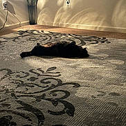 Kittykins joined the competition — help win amazing prizes! animal, carpet, cat, cord, cozy, decor, feline, floor, home, indoor, light, pattern, pet, plug, quiet, relaxing, resting, shadow, vase, wall