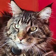 Aito participe au concours pour gagner de l'argent avec cette photo : animal, cat, close_up, cute, domestic_cat, ears, face, feline, fluffy_fur, fur_texture, indoor, long_hair, nose, pet, portrait, red_background, relaxed, tabby_cat, whiskers, yellow_eyes