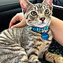 animal, blue_collar, car_interior, cat, close_up, collar, comfort, cute, domestic_animal, fur, indoor, kitten, person_hand, pet, relaxing, seat, tabby, tag, whiskers, young
