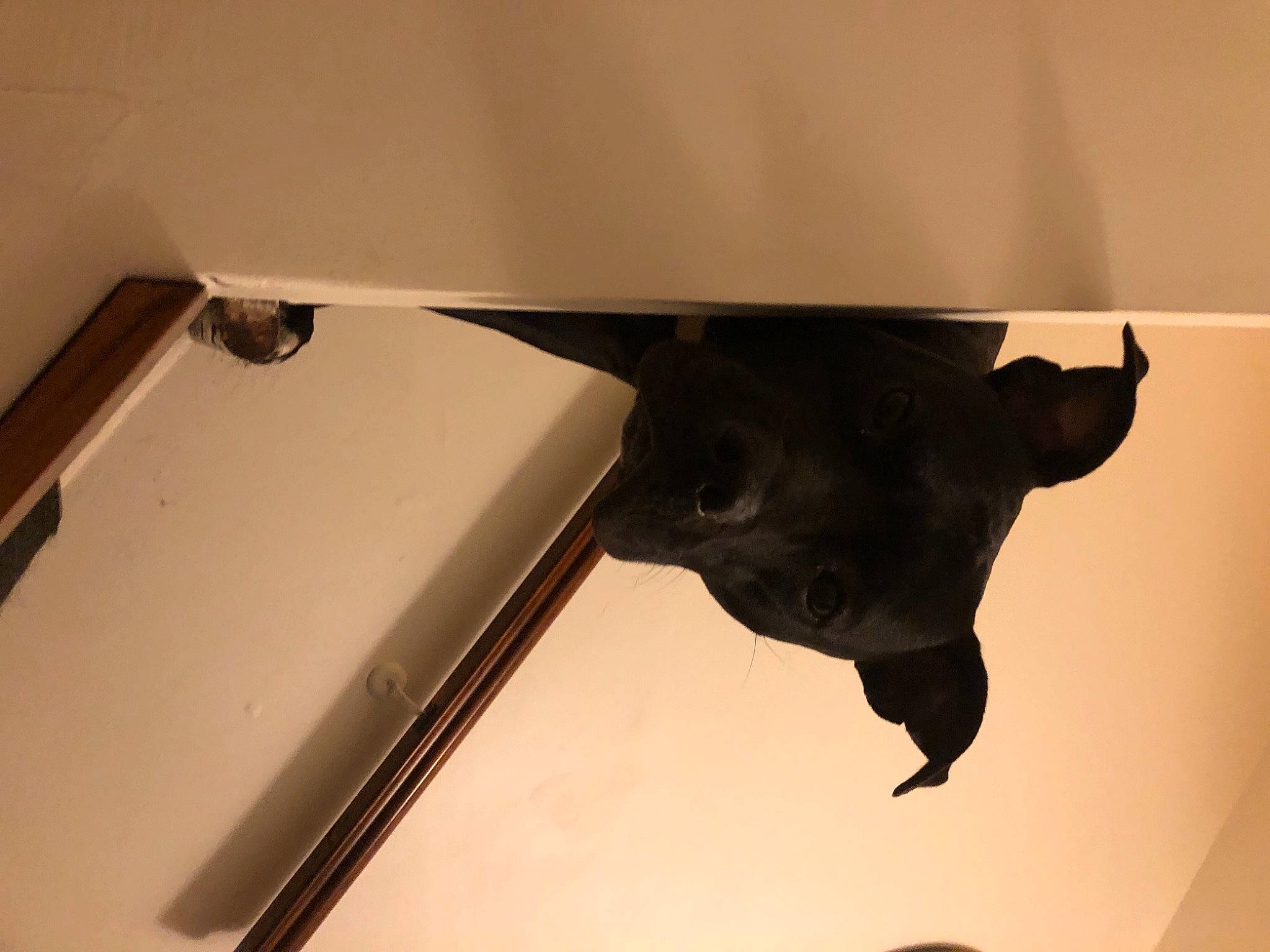 Homie is registered to the contest to win money with this photo: canidae, carnivore, ceiling, dog_breed, door_handle, event, felidae, flooring, material_property, room, sculpture, shadow, small_to_medium_sized_cats, snout, sporting_group, tail, tints_and_shades, wood, working_animal